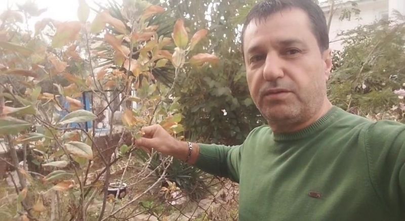 Kasım ayında elma ağacı çiçek açıp meyve verdi