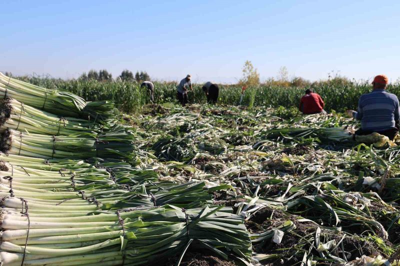 Kozan’da pırasa hasadı başladı: 20-22 TL’den alıcı buluyor