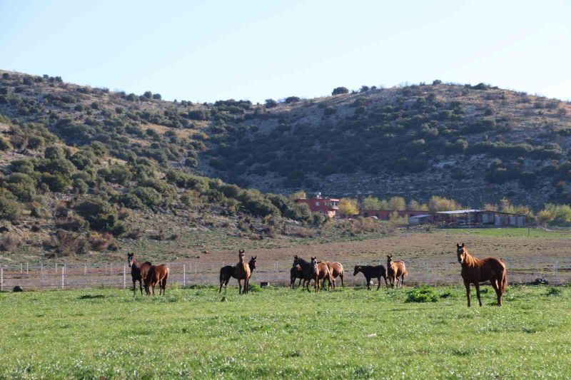 Adana milyonluk İngiliz ve Arap atlarının yetişme alanı oldu