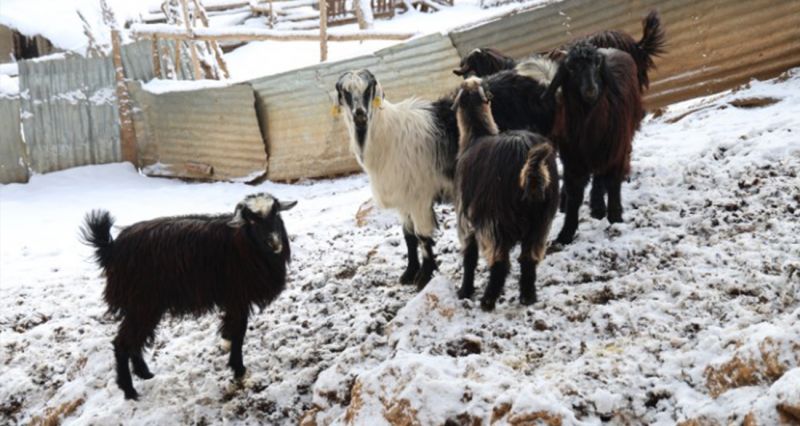 Hayvan üreticilerinin kurtlarla başı dertte