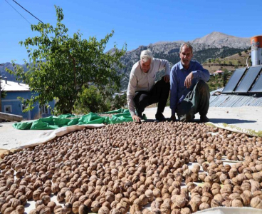 Saimbeyli Çeralan cevizi tescil yolunda