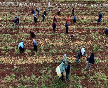 Bunlar özel işçiler: Günlük 250-300 ton patates yükleyip 2 bin 500 TL kazanıyorlar